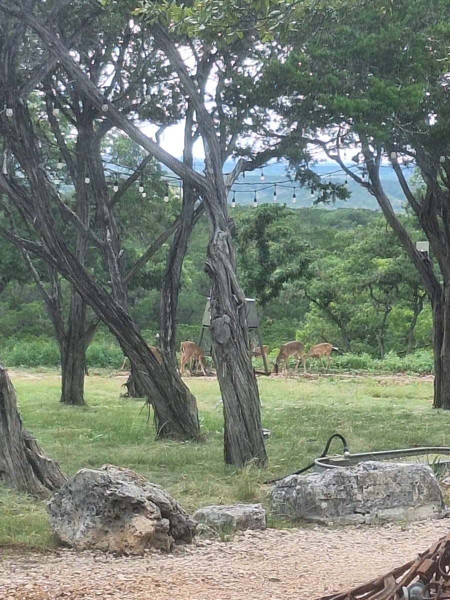 Dinner time for young bucks and their girlfriends.