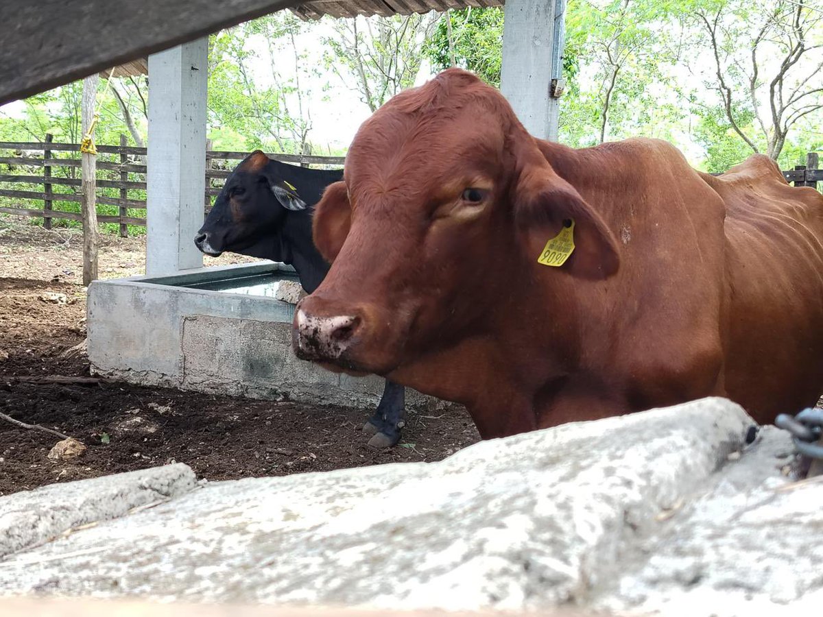 Atienden 20 nuevos casos de gusano barrenador en Yucatán cambiodelsureste.com/index.php?P=21…
