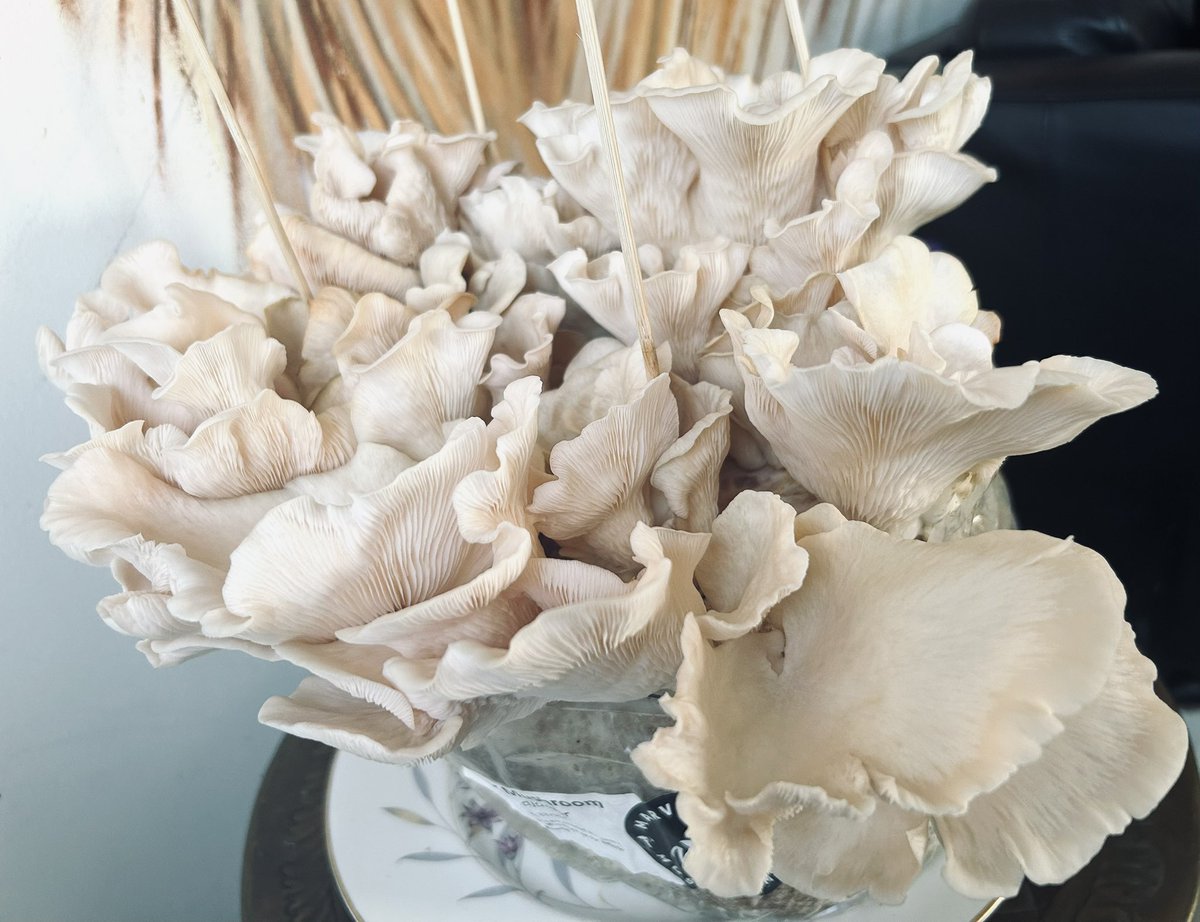 Day 7 - less pink now, more of a blush, I think due to the heat. Should be ready to harvest very soon