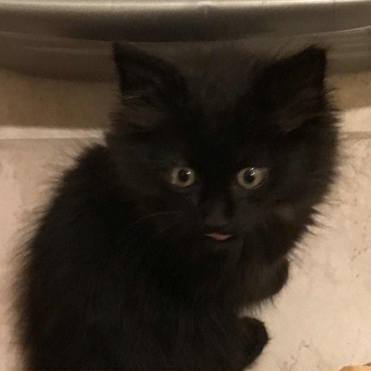 MatthewRehrl's tweet image. Was reminded this a.m. about the importance of animals in our lives: Attached are a few photos of my cat Roo, from his first day home from Seattle Humane to this majestic being.
Cats 🐈⬛, horses 🐎 (and yes, maybe even dogs 🐕😉) are all I need to know that God exists.