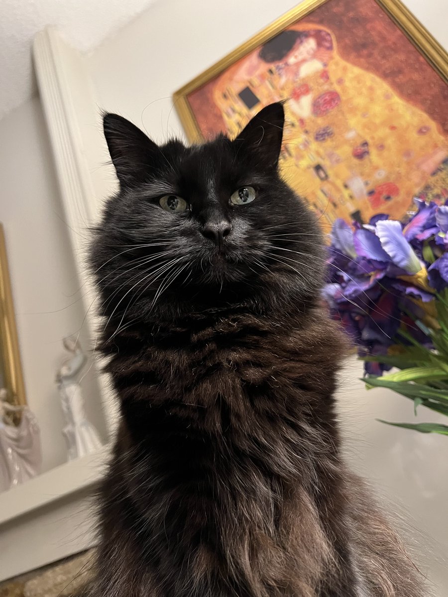 MatthewRehrl's tweet image. Was reminded this a.m. about the importance of animals in our lives: Attached are a few photos of my cat Roo, from his first day home from Seattle Humane to this majestic being.
Cats 🐈⬛, horses 🐎 (and yes, maybe even dogs 🐕😉) are all I need to know that God exists.