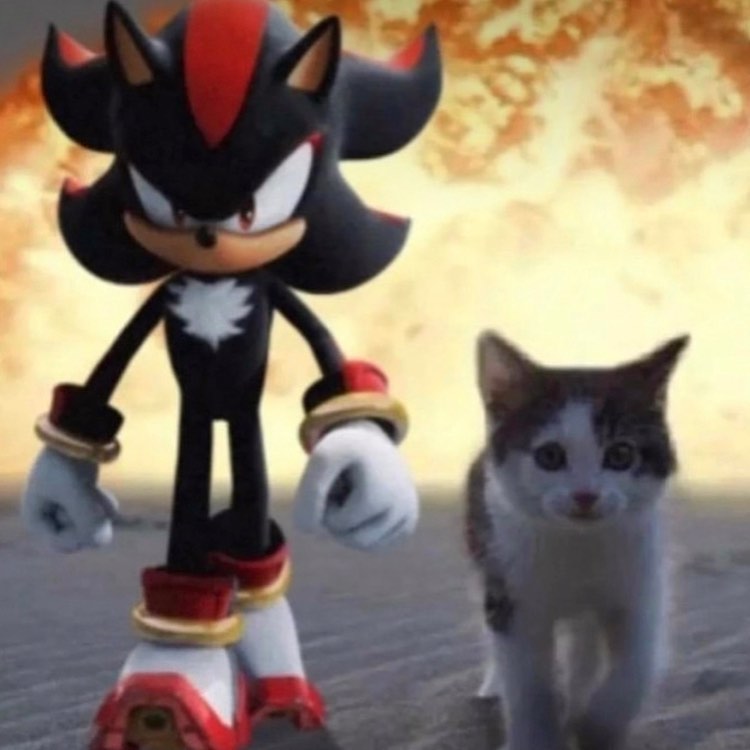 Punch Cat (@punchingcat) on Twitter photo 