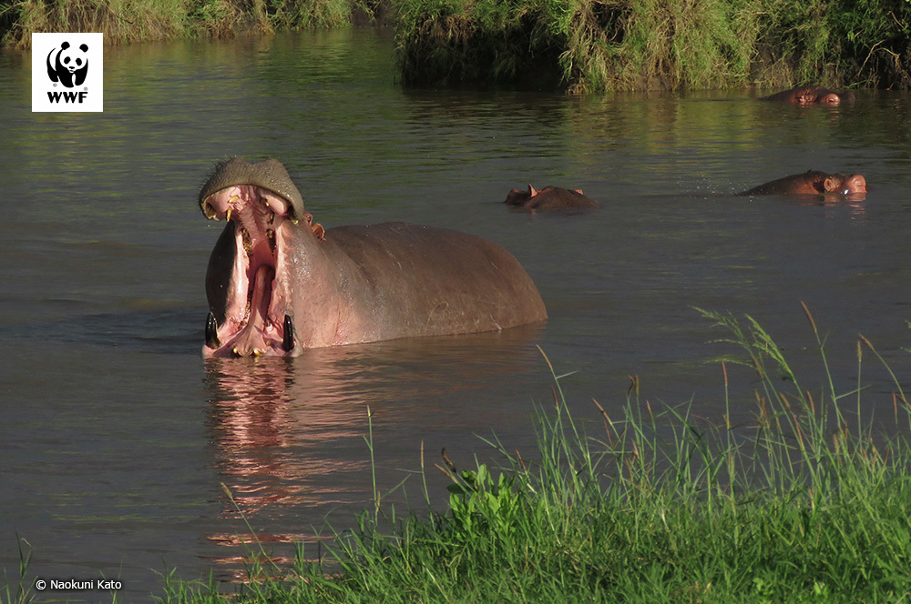 📷今日の一枚 
🐼WWFについて👉wwf.or.jp/aboutwwf/welco…