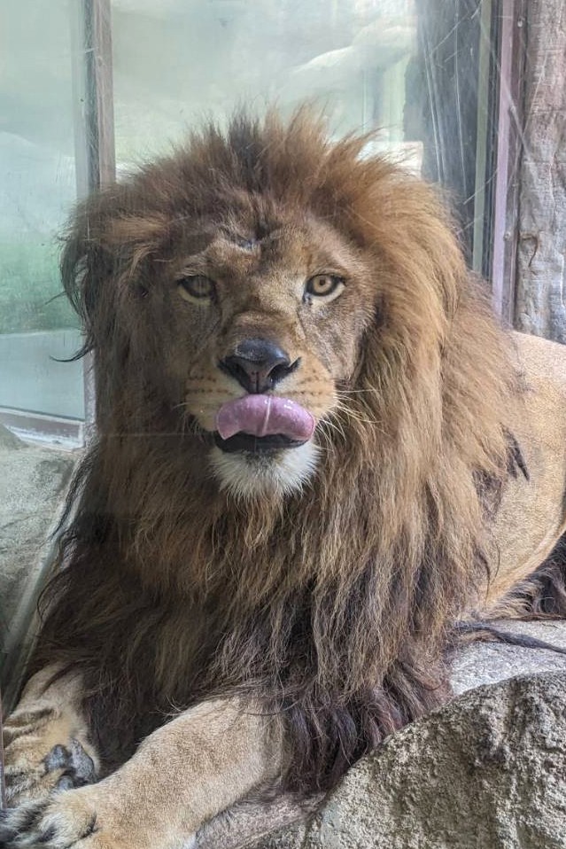 bestcat2333's tweet image. 8歳の誕生日を迎えたギル🦁
おめでとうございます🍖
可愛らしい舌ペロでお祝いです
#日本平動物園 #ライオン #ギル
#誕生日 #lion