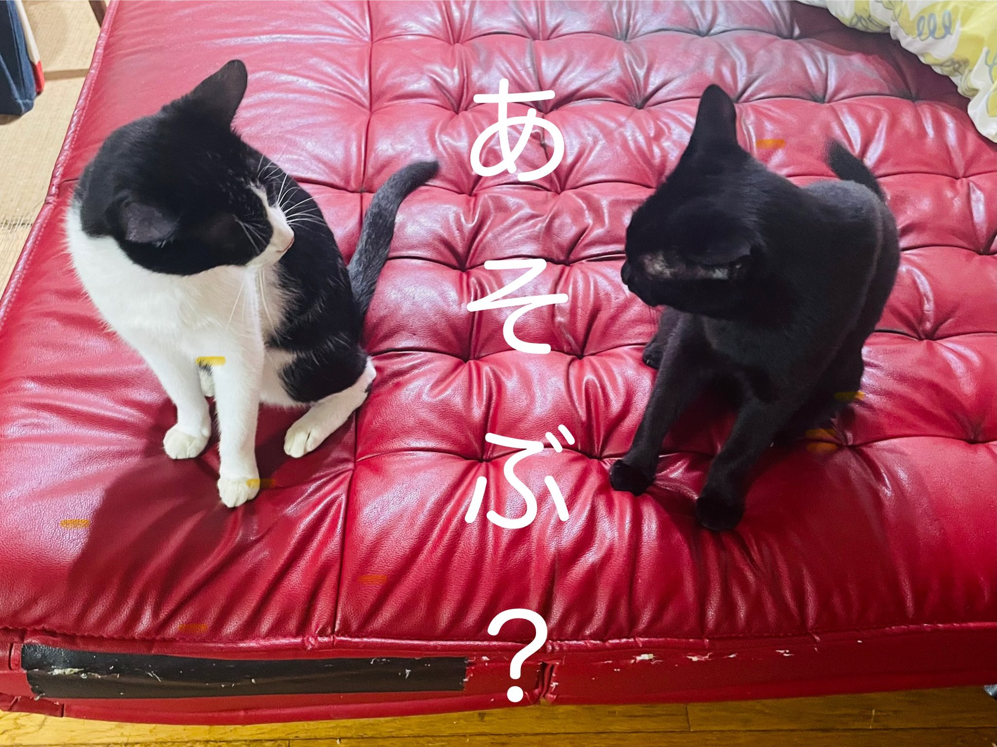 黒猫 kuroneko.8901 (@blackcats8901) • Instagram photos and videos