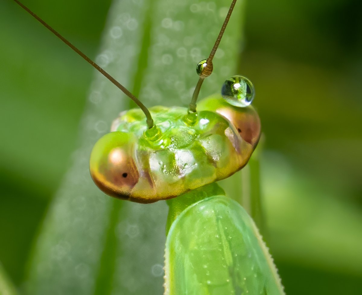 ParamClicks's tweet image. Just carrying my spare eye around!😂 Water droplets glisten on the head and antenna of a praying mantis against morning light @ Claude Moore Park, Virginia, USA (2025-07-10) #TwitterNatureCommunity #BBCWildlifePOTD #ThePhotoHour #IndiAves #naturephotography #prayingmantis…