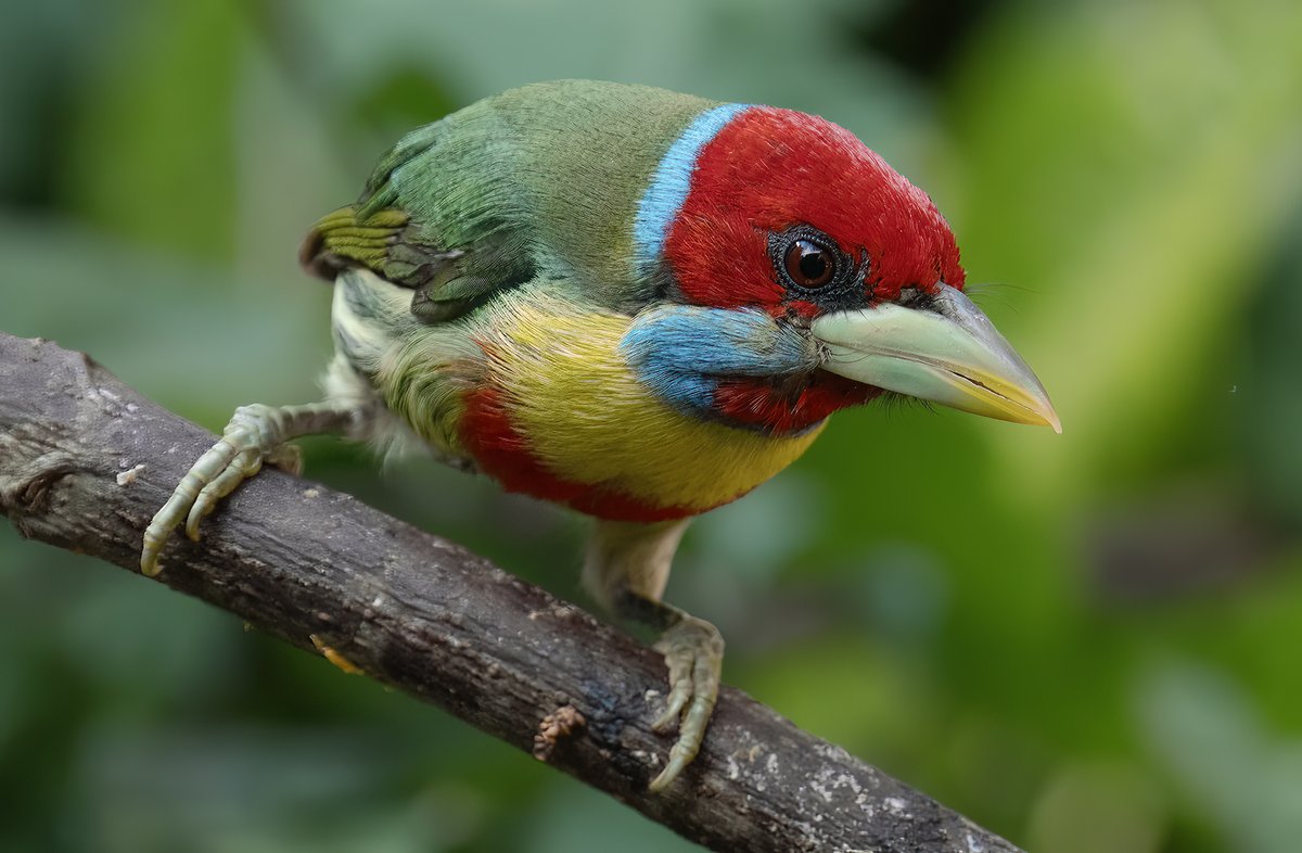 Robert DeCandido PhD (@birdingbobnyc) on Twitter photo 12 July from Aguas Caliente near Machu Picchu...Deborah Allen <a href="/DAllenNYC/">Deborah Allen</a> and rdc send a Versicolored Barbet (male) #birdcp 12 July from Aguas Caliente near Machu Picchu...Deborah Allen <a href="/DAllenNYC/">Deborah Allen</a> and rdc send a Versicolored Barbet (male) #birdcp