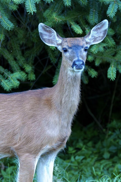 PaulMarcoe's tweet image. My deer little friend stopped by to say hello.