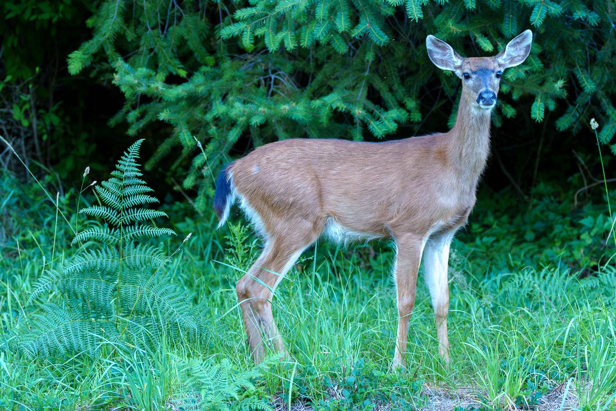 PaulMarcoe's tweet image. My deer little friend stopped by to say hello.