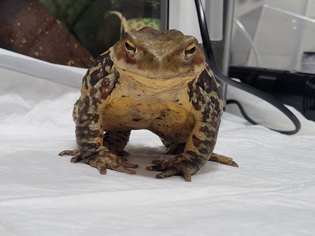 マフィンちゃん戦闘態勢へ
地球上のものをすべて食らう