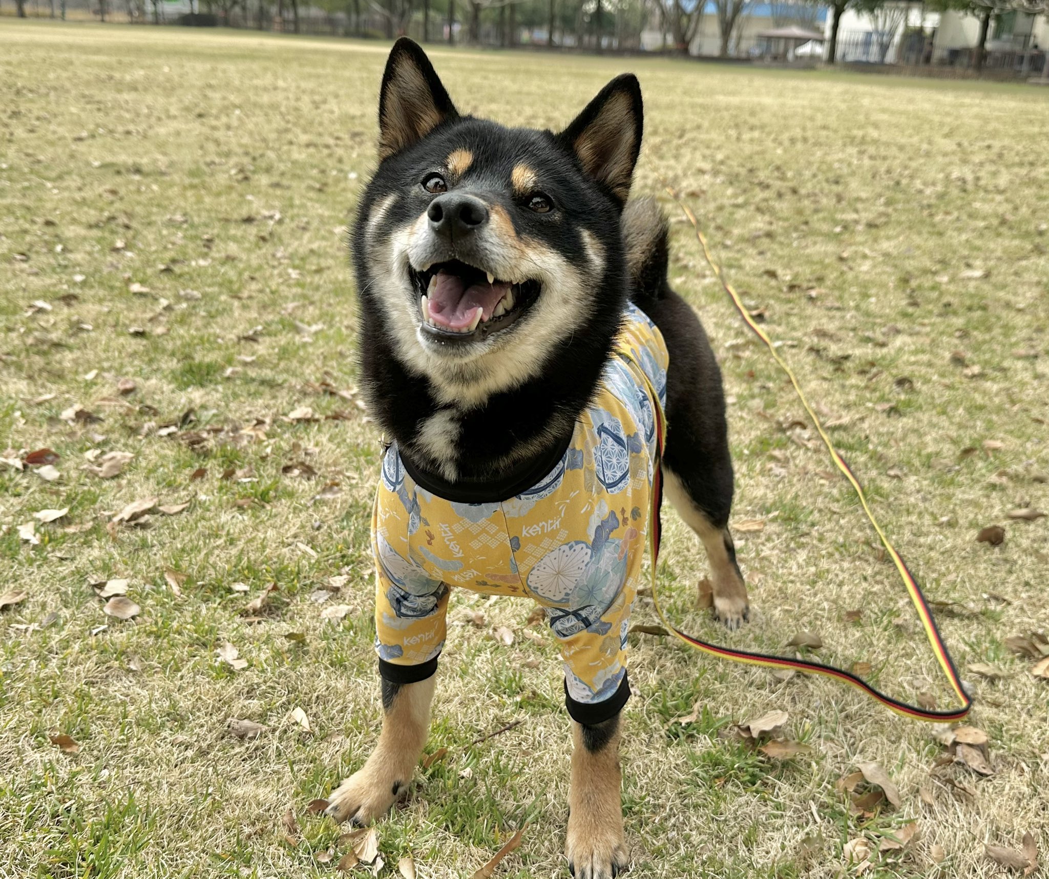 ヘレンド【大人の動物園】ボールで遊ぶ犬 知育トイ 犬 おもちゃ キャベツ パイナップル ビーン 玩具 遊び