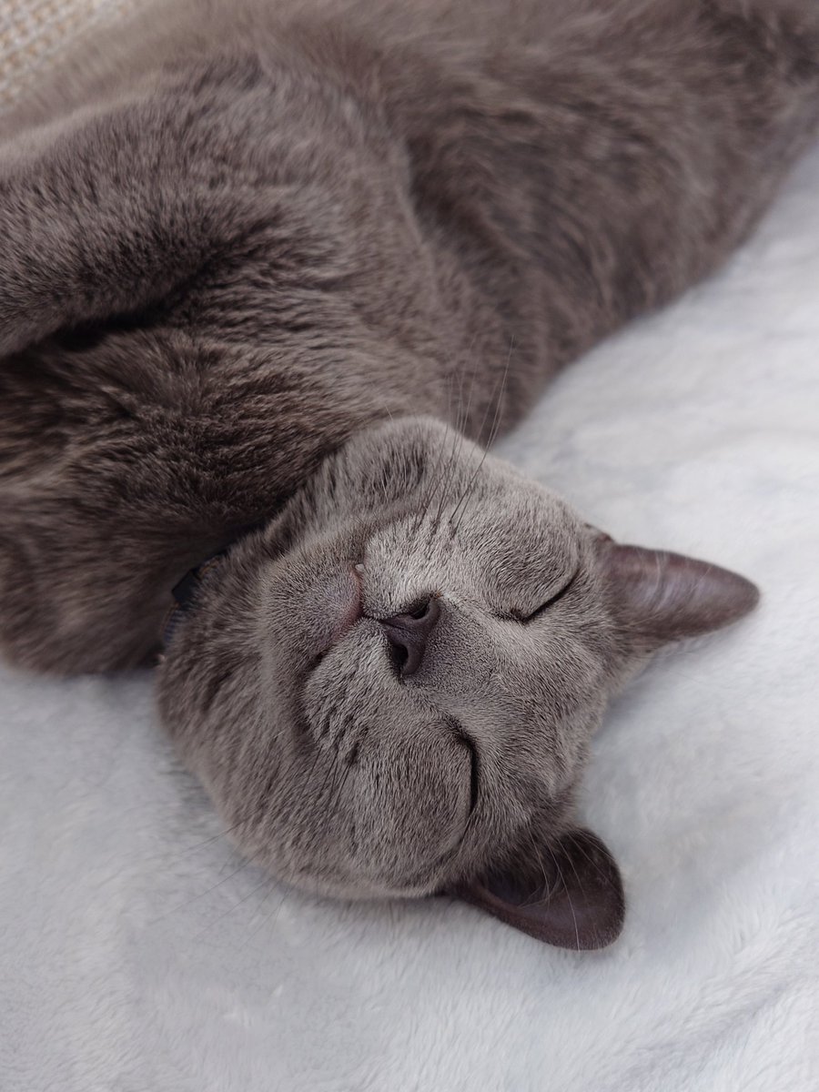 今日もかわいい

#猫のいる暮らし