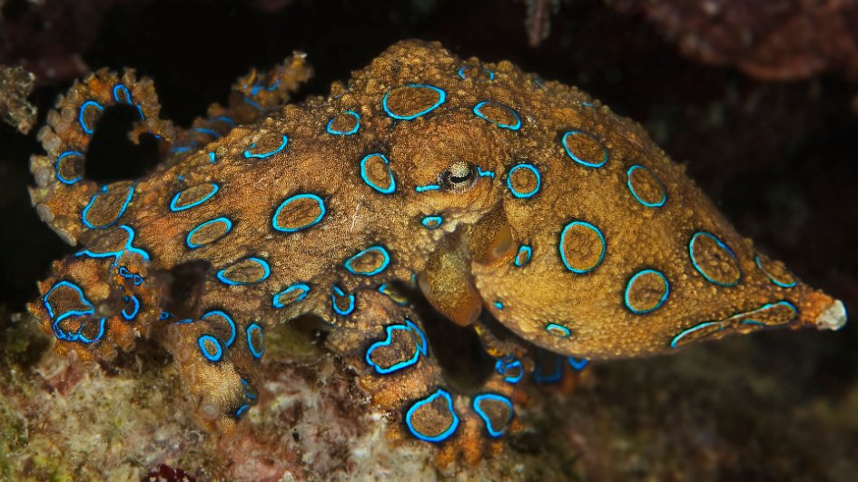Small but deadly! The blue-ringed octopus packs one of the most potent venoms on Earth, armed with tetrodotoxin that can paralyze predators-and even humans-in minutes.  livescience.com/animals/octopu…