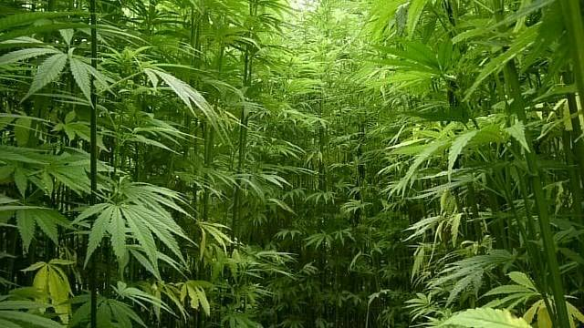 CapnQwaylood's tweet image. Reefer Jungle  #reefers4reefers #legalizeitalready #cannabiscup