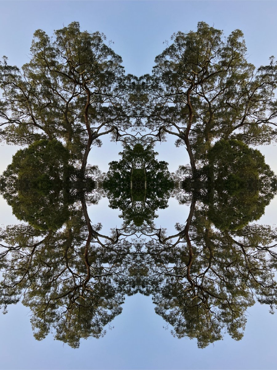 midge_thomas's tweet image. Couldn’t decide so putting both.