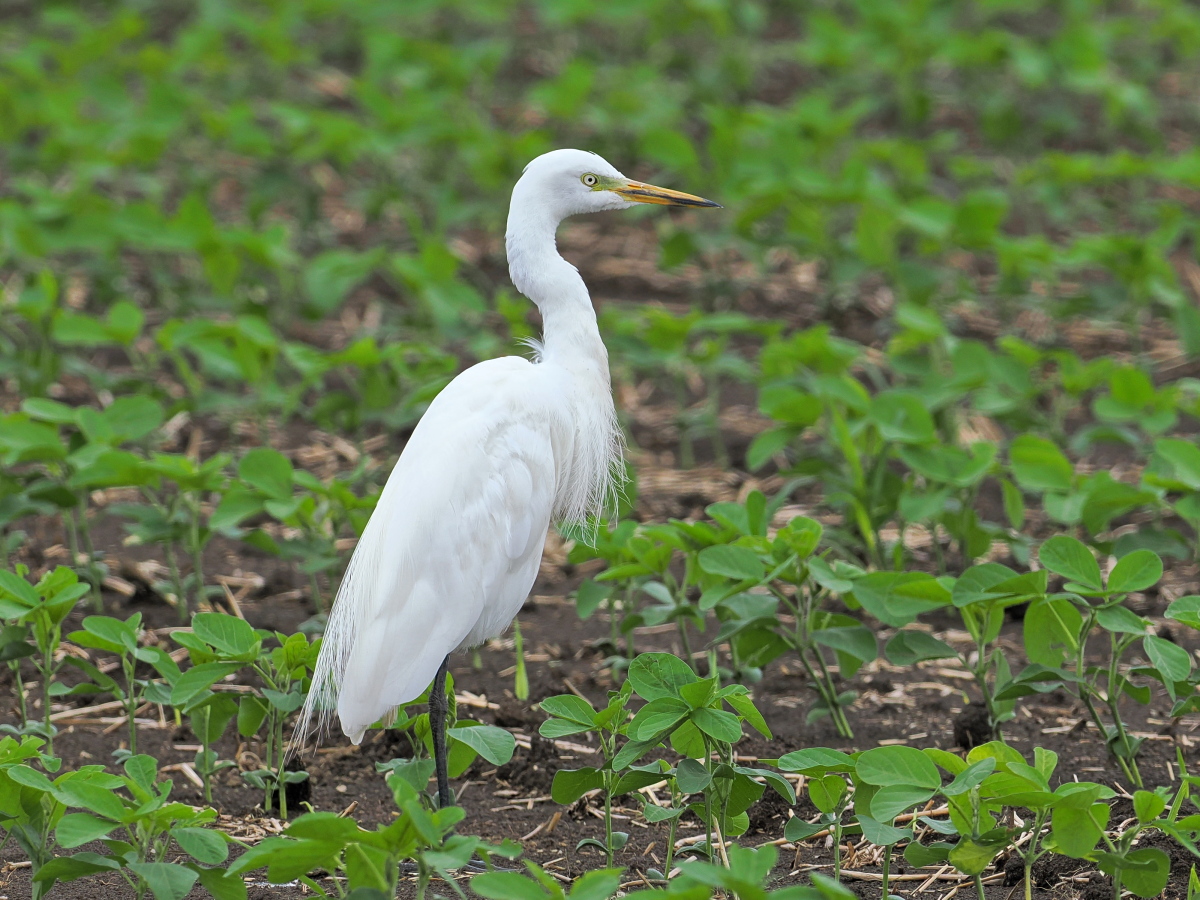 wb_wings's tweet photo. 中鷺
#チュウサギ
#IntermediateEgret
#小山市
2025/07/12 https://t.co/h4MYoXeOXc