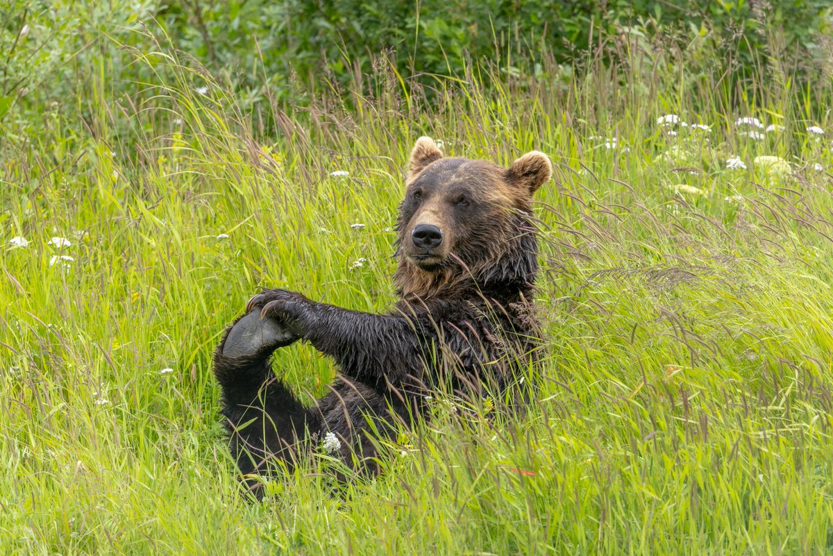 Hugo doing her stationary stretches after a dip in the lake 🐻 the queen of wellness 👑

📸 Doug Lindstrand

#hugo #grizzlybear #bear #brownbear #awcc #akwildlife #alaskawildlife #alaskawildlifeconservationcenter #wildlifeconservation #wildlifesanctuary #nonprofit #akwildlife