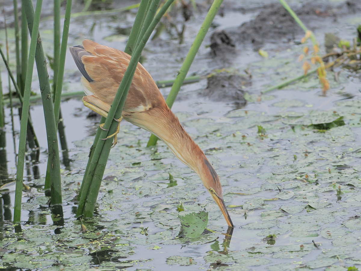 wb_wings's tweet photo. 葭五位
#ヨシゴイ
#YellowBittern
#館林市
2025/07/12 https://t.co/upqTU2jtyA