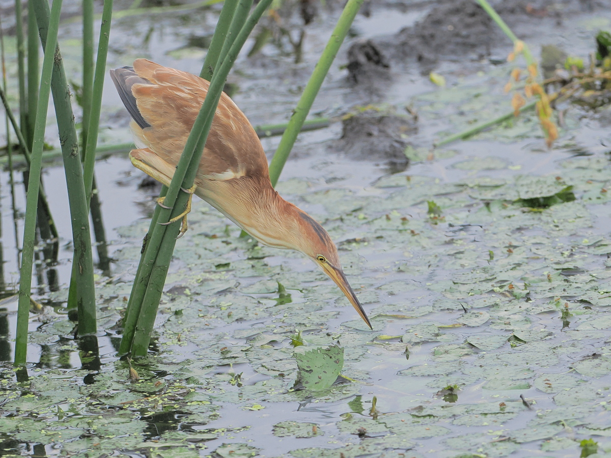wb_wings's tweet photo. 葭五位
#ヨシゴイ
#YellowBittern
#館林市
2025/07/12 https://t.co/upqTU2jtyA