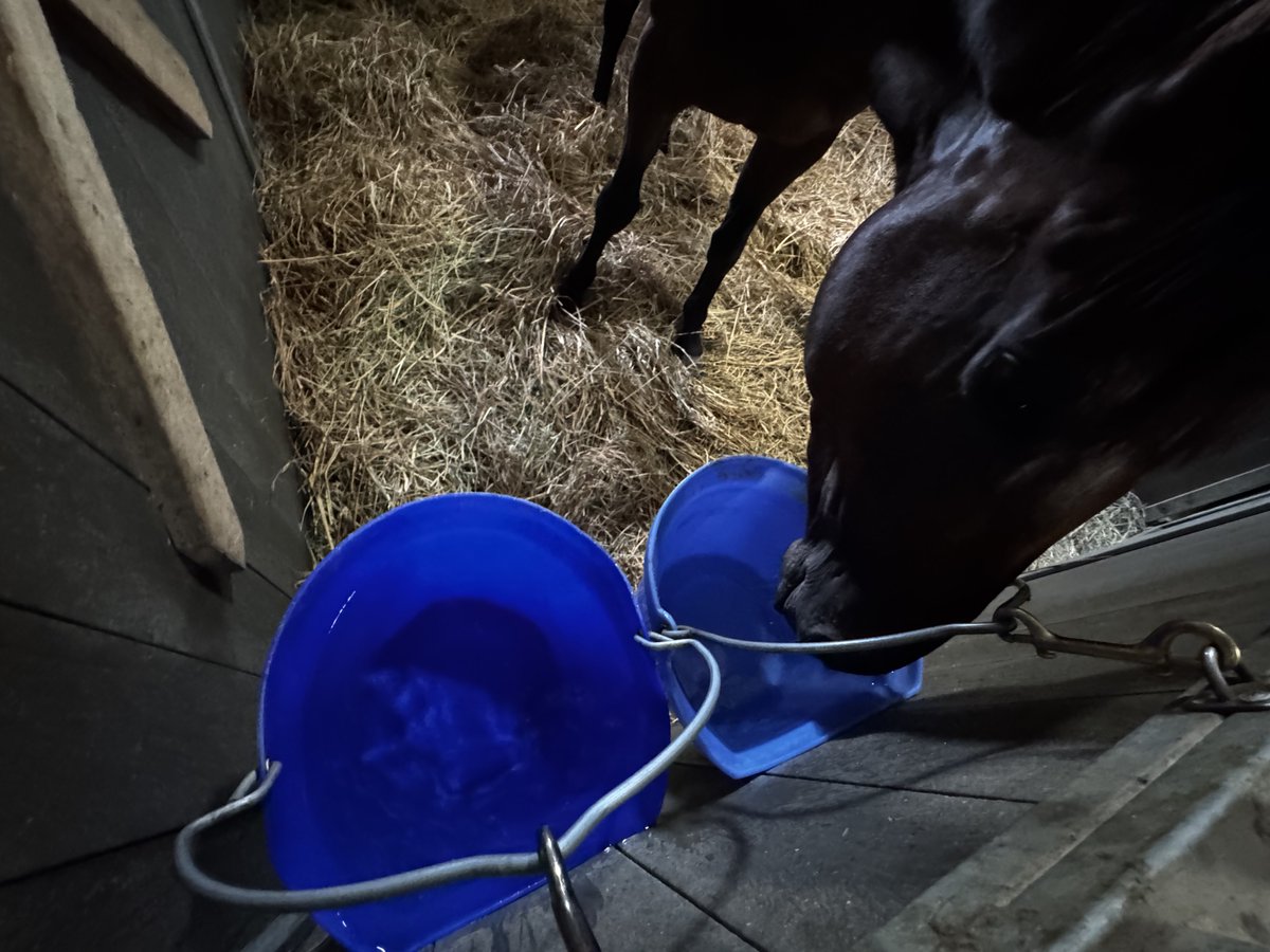 EQUIFINE2024's tweet image. ルクスさんは、
隣(手前)のバケツに水が入っていても、
絶対に奥のバケツから飲む謎ルールを自分で設けています。
みんなそれぞれ個性があっておもしろい…🤔