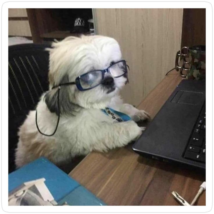 terminaldotshop's tweet image. AI isn't just for Humans
It's also for Dogs, so they can reach their full potential