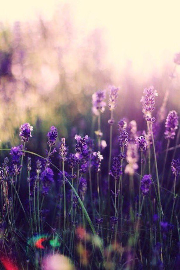 our gaze 
returned 
softer edges 
golden hues 
contemplation~