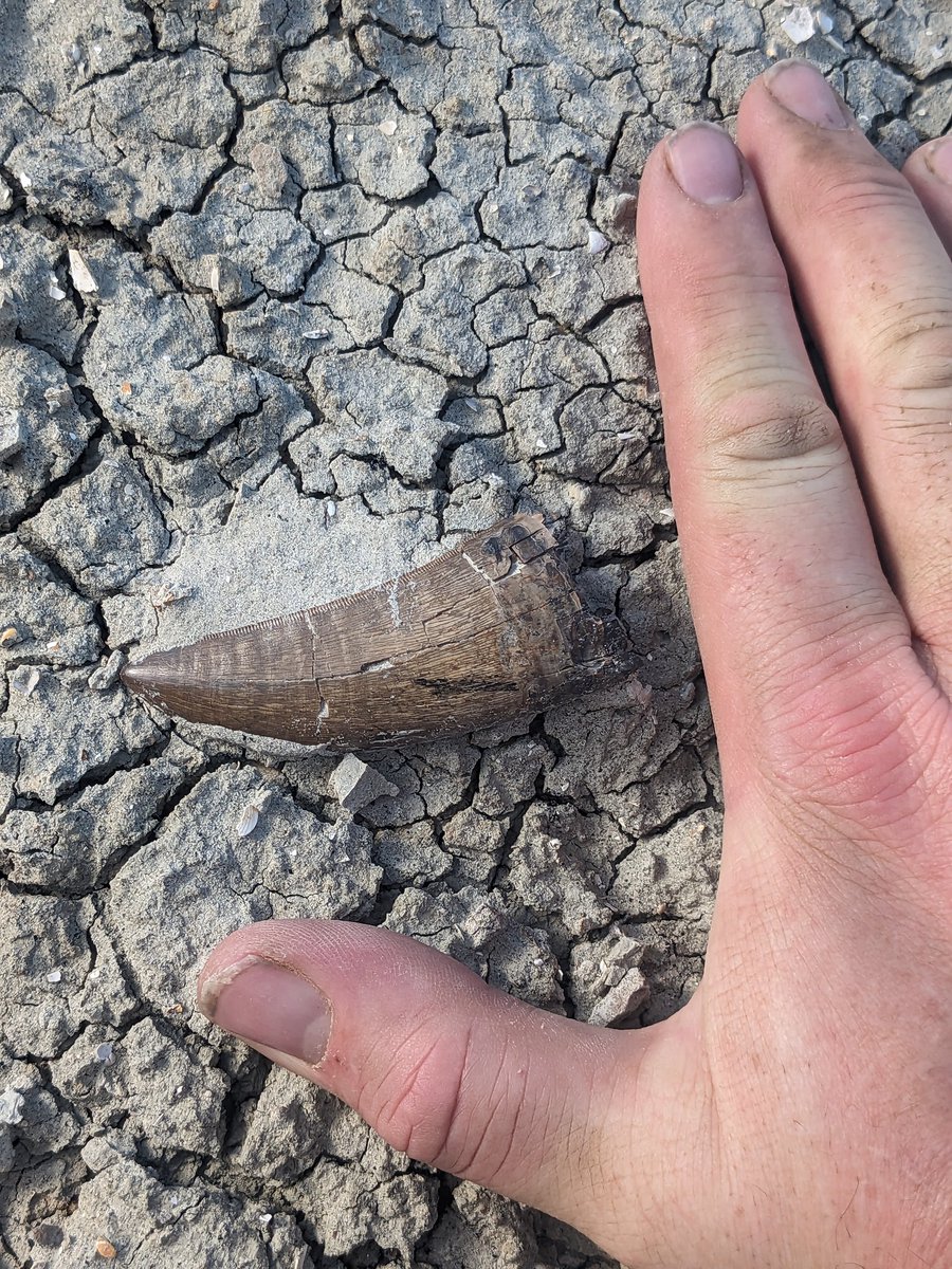 Sometimes you just find them like that. #publiclands #dinosaurs this one is BIG
 However, it would be nice to find something scientifically significant. Keep looking! Judith River.