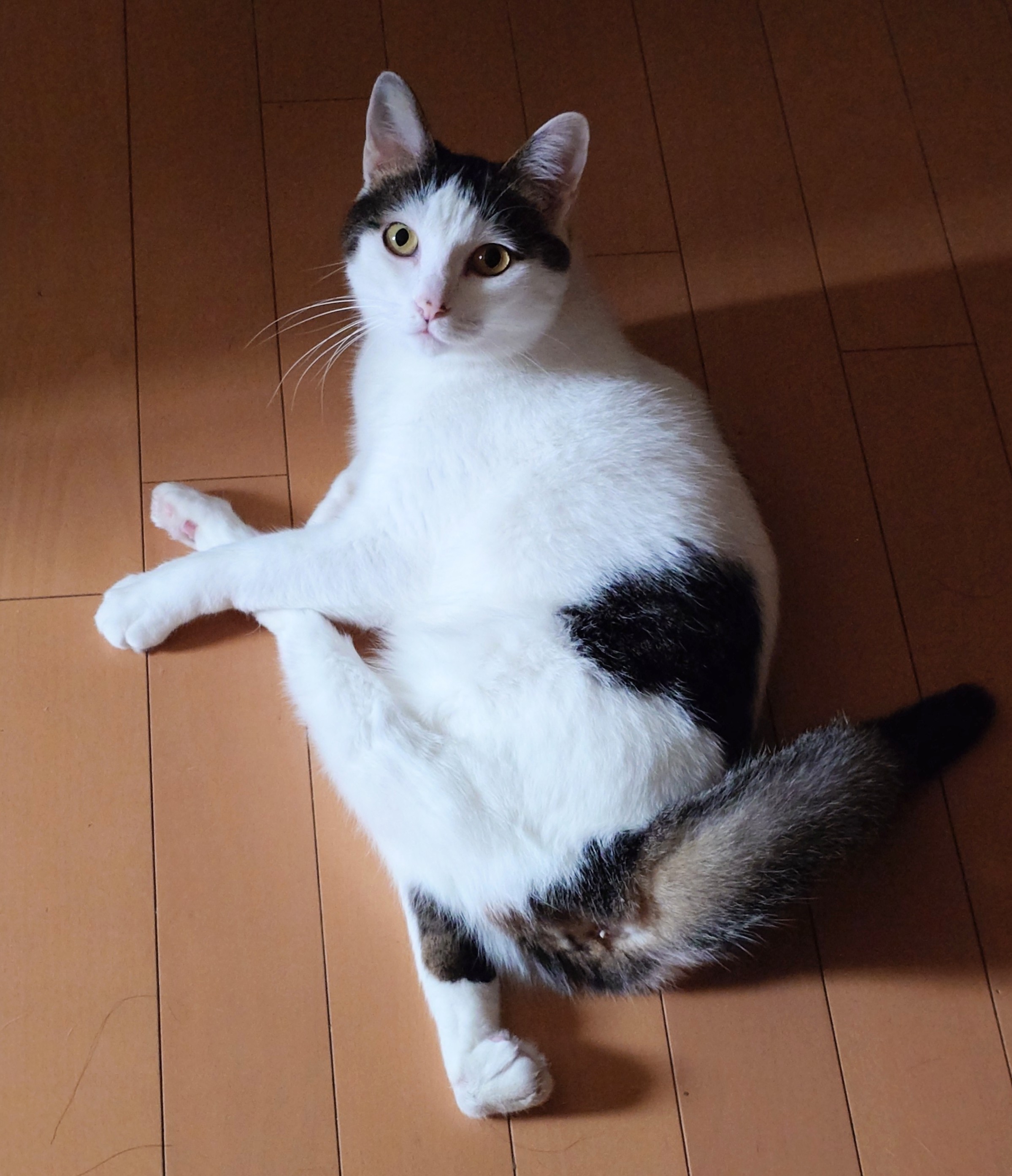 ねこ OFT (サマーセール開催中7/18-7/31) [大型 猫トイレ TALL WALL