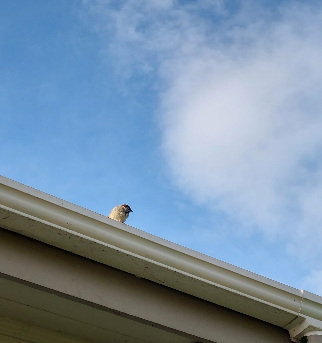 GabyLynch9's tweet image. Was standing at the end of the deck feeling squishy boards beneath me😱 heard a noise and looked up, rotting boards forgotten 🤣 #SpringIsComing 😊😉