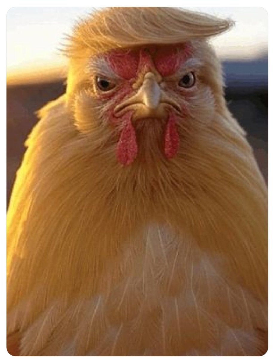 Like someone's stupid chicken。
