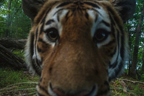 trailcam (@trail_cams) on Twitter photo 