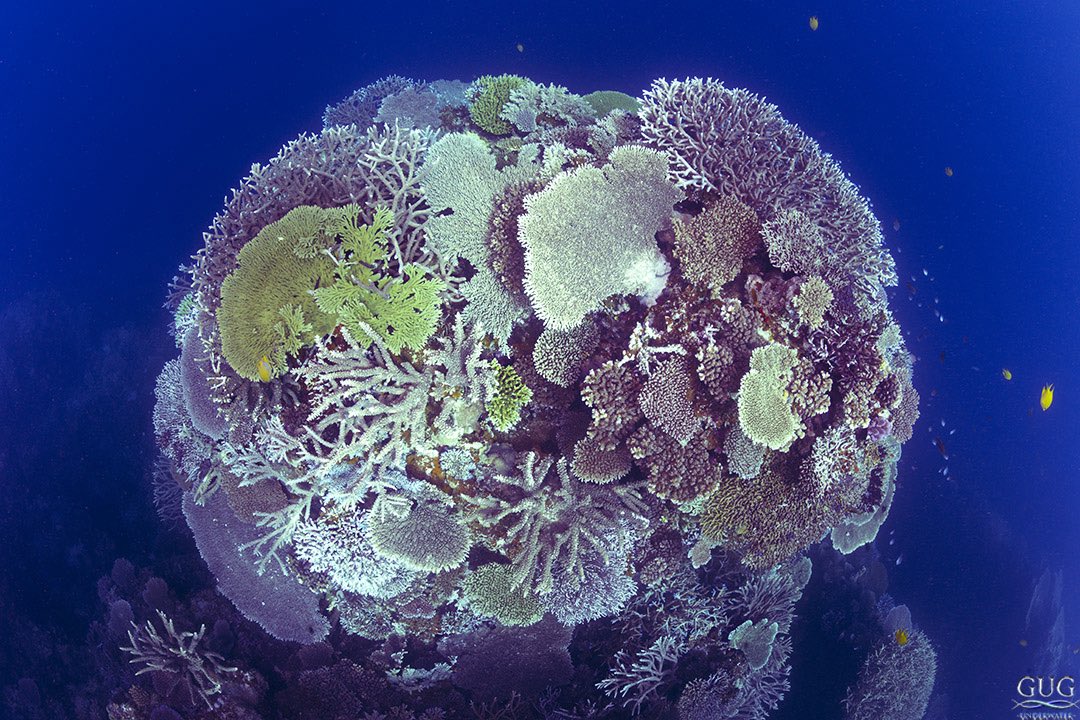 GugUnderwater's tweet image. From my depth of ~5’ deep, I shot straight downwards at the edge of the world where the shallow coral meets the endless abyss.
#coralreef #acropora #acroporacoral #walldiving #fiji #chrisgug #gugunderwater #gug