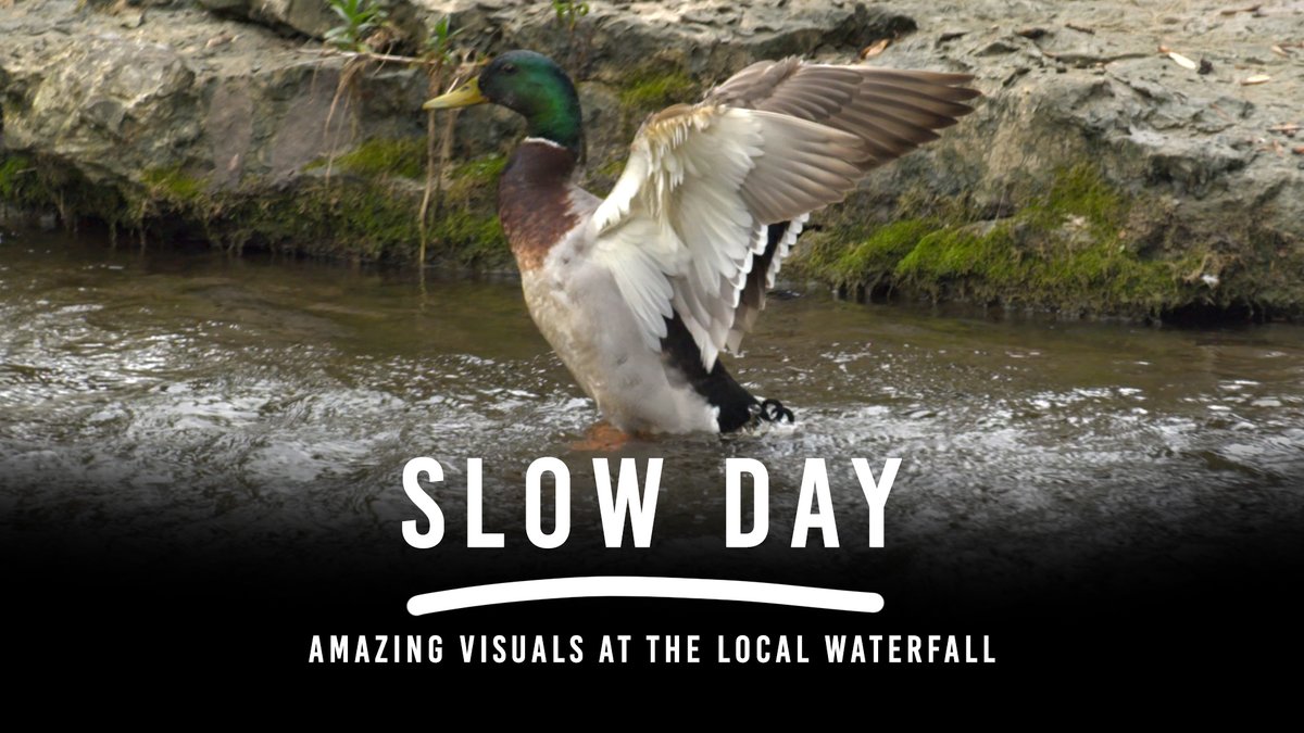 BeautiImagery's tweet image. #Beautiful #highframerate at the local #waterfall.  #Stunning 
View the video:  youtu.be/M_LllyaeM_E