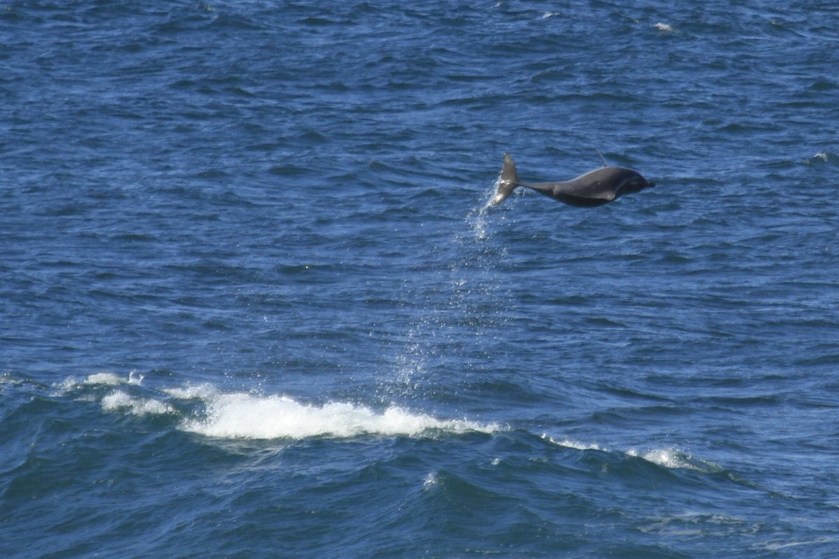 R101Nick's tweet image. Good morning.
Dolphin fun, yesterday.
I’m off on an adventure today. 3 weeks in central Australia. Climbing buddy and I have talked about this for 20 years, finally ran out of excuses.
Will post when I can.
Have a great Sunday.