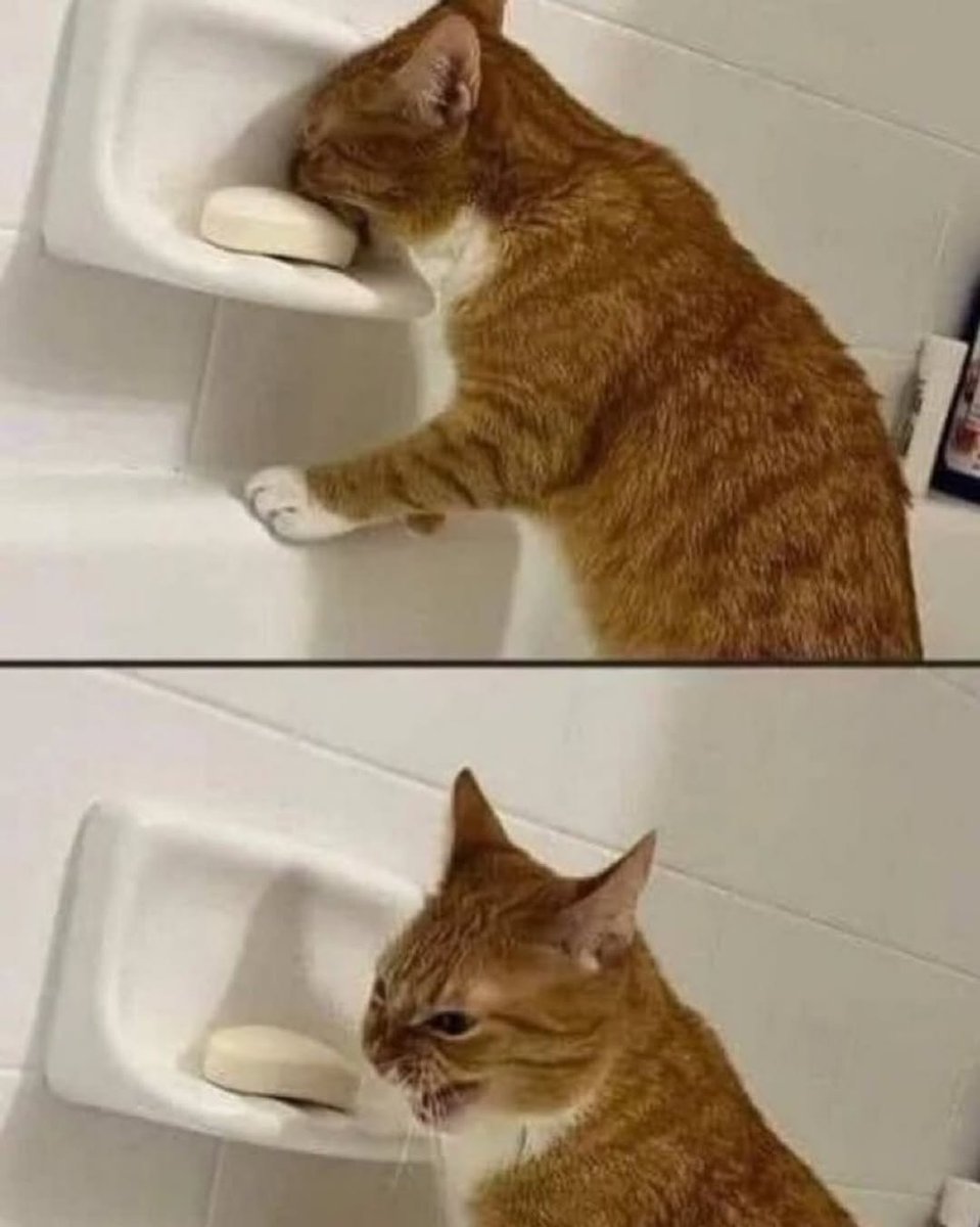 smol silly cat tweet media