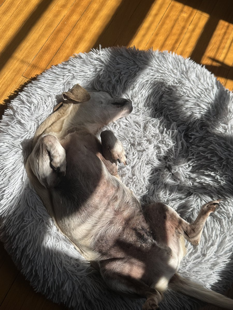 1TrophyWife1's tweet image. Charlie loves his afternoon sun.
Yes, I blurred out his privates bc I didn't get his consent.