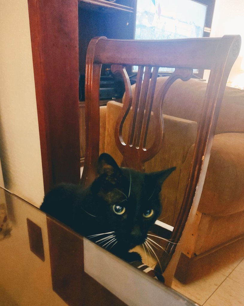 perlaolivia's tweet photo. #BlackCat #Meully #😸 https://t.co/hnoKMxgjgk