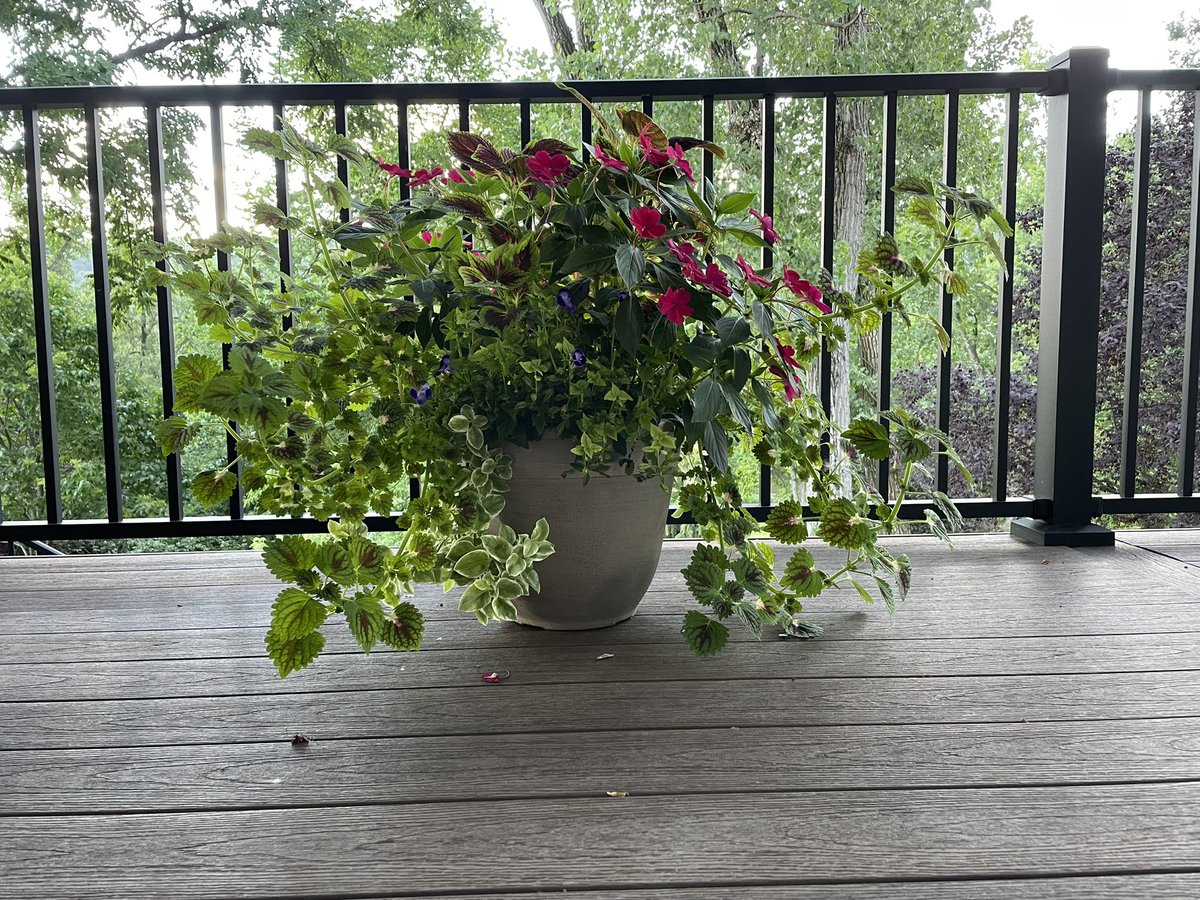 Just the right amount of sun/shade