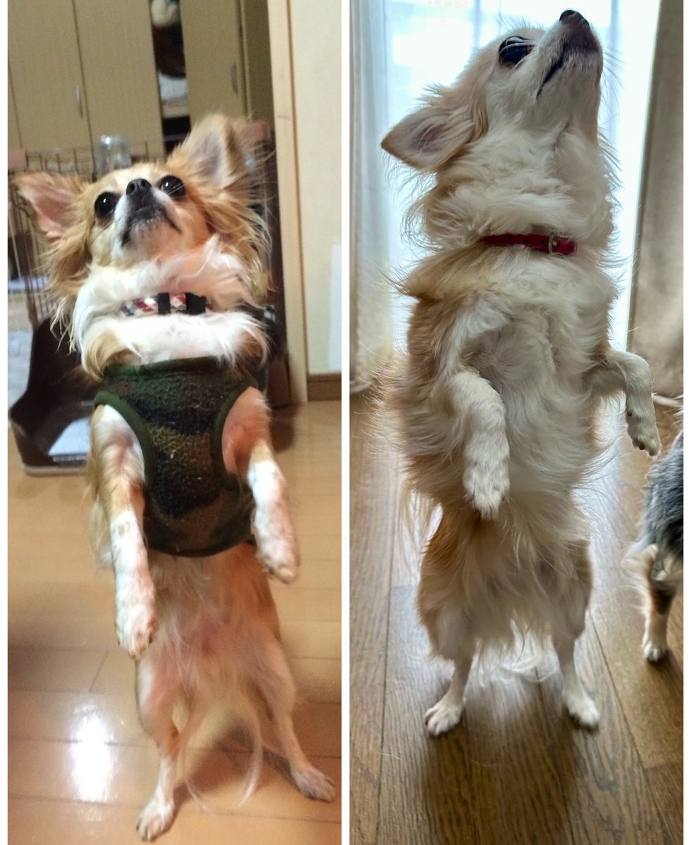 yuzu_chihuahua's tweet image. 若い時から特技は二足歩行なチワワ(笑)
←2歳
11歳→