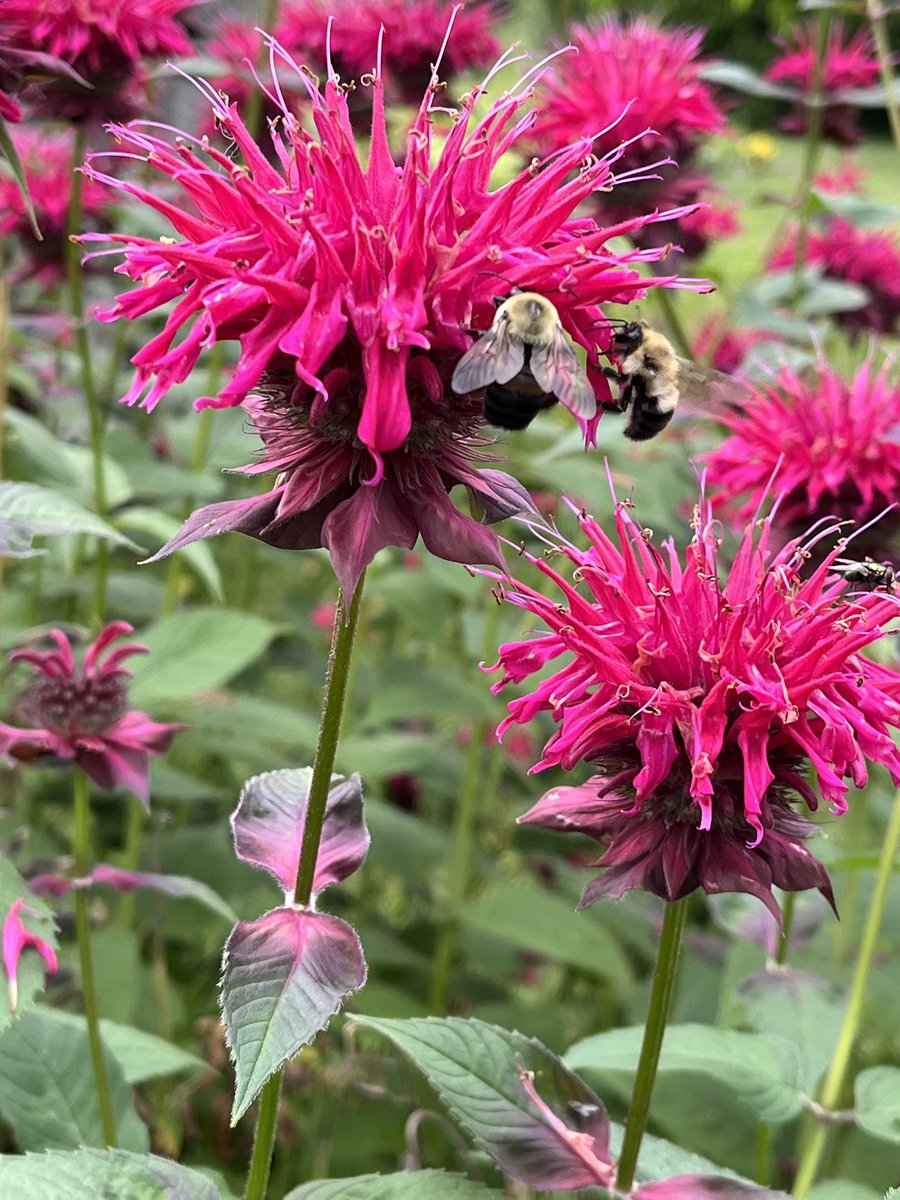 ForagingForever's tweet image. Right now there are bees, hummingbirds, and hummingbird-moths on the bee balm. (Only the bees would pose for pictures). The effort of gardening is always rewarded.
