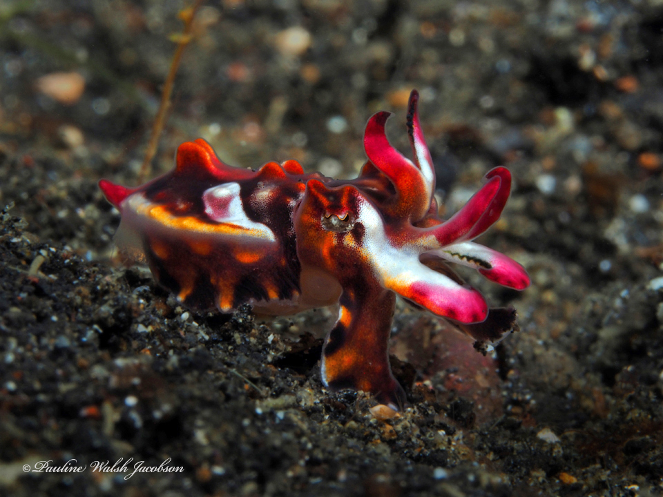 CephalopodToday's tweet image. What's stopping you from dressing like this?
🦑📷Pauline Walsh Jacobson (inaturalist.ca/observations/2…)