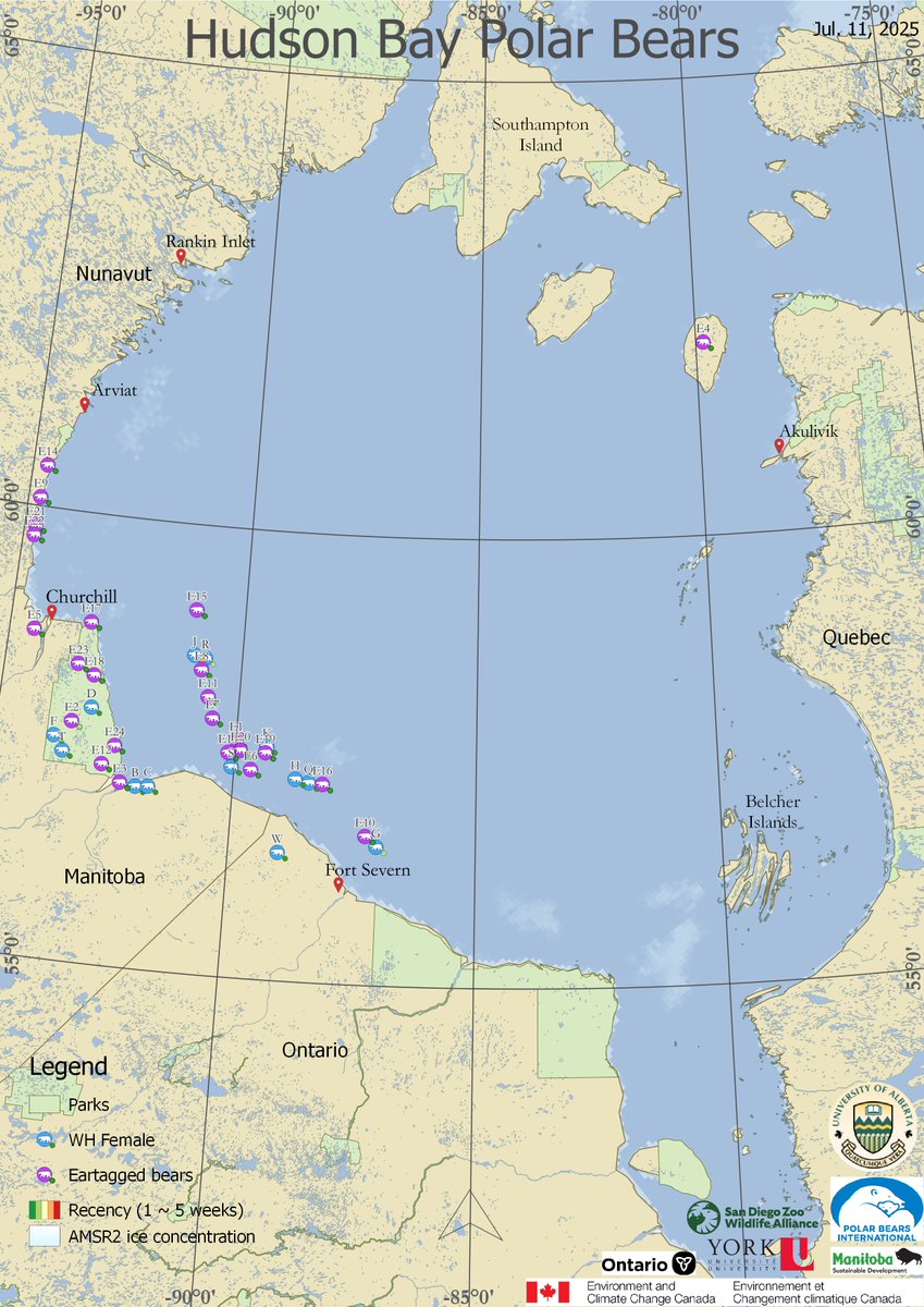 AEDerocher's tweet photo. Some Hudson Bay polar bears STILL out on the last bits of sea ice. It's an interesting change in behaviour to have the bears out on so little ice. There's a reason for it: seals. No chance of a seal on land. Must be naive seals that come near the last ice. https://t.co/F4mYMS5Pa6