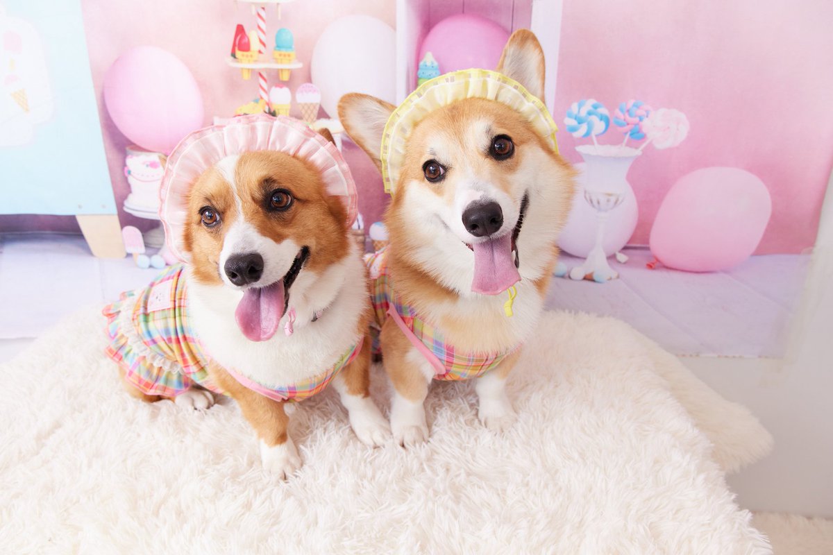 CORGI コーギー　 100周年　フライトコレクション　ライト兄弟 CORGI コーギー 100周年 フライトコレクション ライト兄弟
