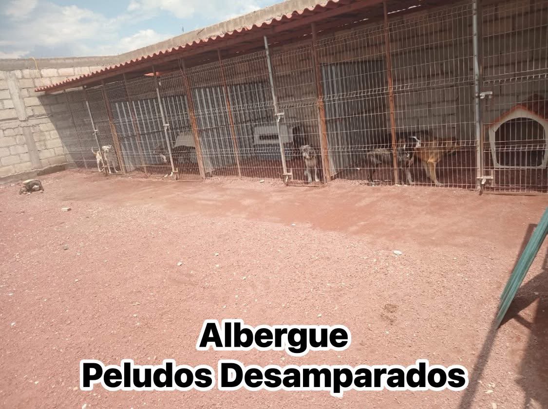 Plu2Desampara2's tweet photo. ‼️𝐔𝐑𝐆𝐄𝐍𝐓𝐄‼️ Buscamos apoyo para poder comprar croquetas y darles de comer hoy a nuestros perritos rescatados todos ellos de maltrato, el costal nos cuesta $550 de la marca Centinela necesitamos 2 bultos diarios de 25 kilos c/u  por favor 𝐏𝐀𝐓𝐈𝐓𝐀 𝐃𝐄 𝐀𝐘𝐔𝐃𝐀

Patita de ayuda nosotros solos no podemos necesitamos del apoyo de nuestros seguidores. 

🙏 𝗠𝗜𝗙𝗘𝗟 
Cuenta  01600393320  
Clabe 042180016003933208 
a nombre de Peludos Desamparados A.C

🙏 𝐁𝐀𝐍𝐀𝐌𝐄𝐗  
Tarjeta 5204165657521492   
Transferencia 0021 80700830813588  

🙏𝗕𝗔𝗡𝗖𝗢 𝗔𝗭𝗧𝗘𝗖𝗔 
Cuenta 97911302924642 
Clabe 127180013029246428 
Tarjeta 4027 6658 2579 4861  
Jacqueline Baca  

🙏 𝗕𝗔𝗡𝗖𝗢𝗠𝗘𝗥 4098 5130 1897 8491    
🙏𝗕𝗔𝗡𝗖𝗢𝗠𝗘𝗥 4098 5130 2280 5896