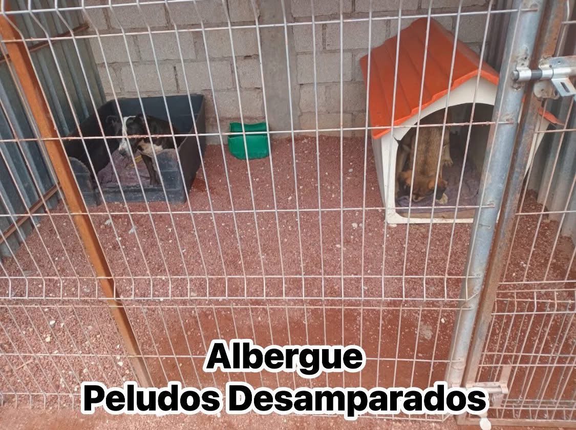 Plu2Desampara2's tweet photo. ‼️𝐔𝐑𝐆𝐄𝐍𝐓𝐄‼️ Buscamos apoyo para poder comprar croquetas y darles de comer hoy a nuestros perritos rescatados todos ellos de maltrato, el costal nos cuesta $550 de la marca Centinela necesitamos 2 bultos diarios de 25 kilos c/u  por favor 𝐏𝐀𝐓𝐈𝐓𝐀 𝐃𝐄 𝐀𝐘𝐔𝐃𝐀

Patita de ayuda nosotros solos no podemos necesitamos del apoyo de nuestros seguidores. 

🙏 𝗠𝗜𝗙𝗘𝗟 
Cuenta  01600393320  
Clabe 042180016003933208 
a nombre de Peludos Desamparados A.C

🙏 𝐁𝐀𝐍𝐀𝐌𝐄𝐗  
Tarjeta 5204165657521492   
Transferencia 0021 80700830813588  

🙏𝗕𝗔𝗡𝗖𝗢 𝗔𝗭𝗧𝗘𝗖𝗔 
Cuenta 97911302924642 
Clabe 127180013029246428 
Tarjeta 4027 6658 2579 4861  
Jacqueline Baca  

🙏 𝗕𝗔𝗡𝗖𝗢𝗠𝗘𝗥 4098 5130 1897 8491    
🙏𝗕𝗔𝗡𝗖𝗢𝗠𝗘𝗥 4098 5130 2280 5896