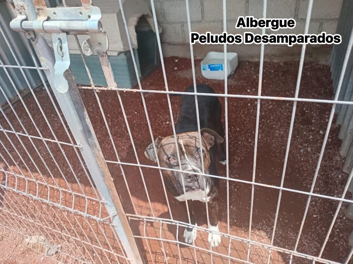 Plu2Desampara2's tweet photo. ‼️𝐔𝐑𝐆𝐄𝐍𝐓𝐄‼️ Buscamos apoyo para poder comprar croquetas y darles de comer hoy a nuestros perritos rescatados todos ellos de maltrato, el costal nos cuesta $550 de la marca Centinela necesitamos 2 bultos diarios de 25 kilos c/u  por favor 𝐏𝐀𝐓𝐈𝐓𝐀 𝐃𝐄 𝐀𝐘𝐔𝐃𝐀

Patita de ayuda nosotros solos no podemos necesitamos del apoyo de nuestros seguidores. 

🙏 𝗠𝗜𝗙𝗘𝗟 
Cuenta  01600393320  
Clabe 042180016003933208 
a nombre de Peludos Desamparados A.C

🙏 𝐁𝐀𝐍𝐀𝐌𝐄𝐗  
Tarjeta 5204165657521492   
Transferencia 0021 80700830813588  

🙏𝗕𝗔𝗡𝗖𝗢 𝗔𝗭𝗧𝗘𝗖𝗔 
Cuenta 97911302924642 
Clabe 127180013029246428 
Tarjeta 4027 6658 2579 4861  
Jacqueline Baca  

🙏 𝗕𝗔𝗡𝗖𝗢𝗠𝗘𝗥 4098 5130 1897 8491    
🙏𝗕𝗔𝗡𝗖𝗢𝗠𝗘𝗥 4098 5130 2280 5896