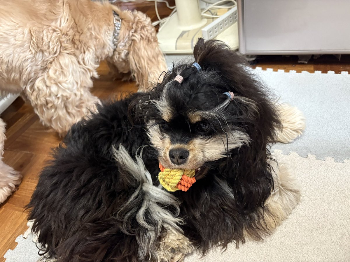 5_spaniels's tweet photo. ボサボサからスッキリぽんしたよ🤭
お尻と足回り触れるの苦手なの💦💦

#アメコカ
#アメリカンコッカースパニエルブラックタン https://t.co/wMKfB55gsQ