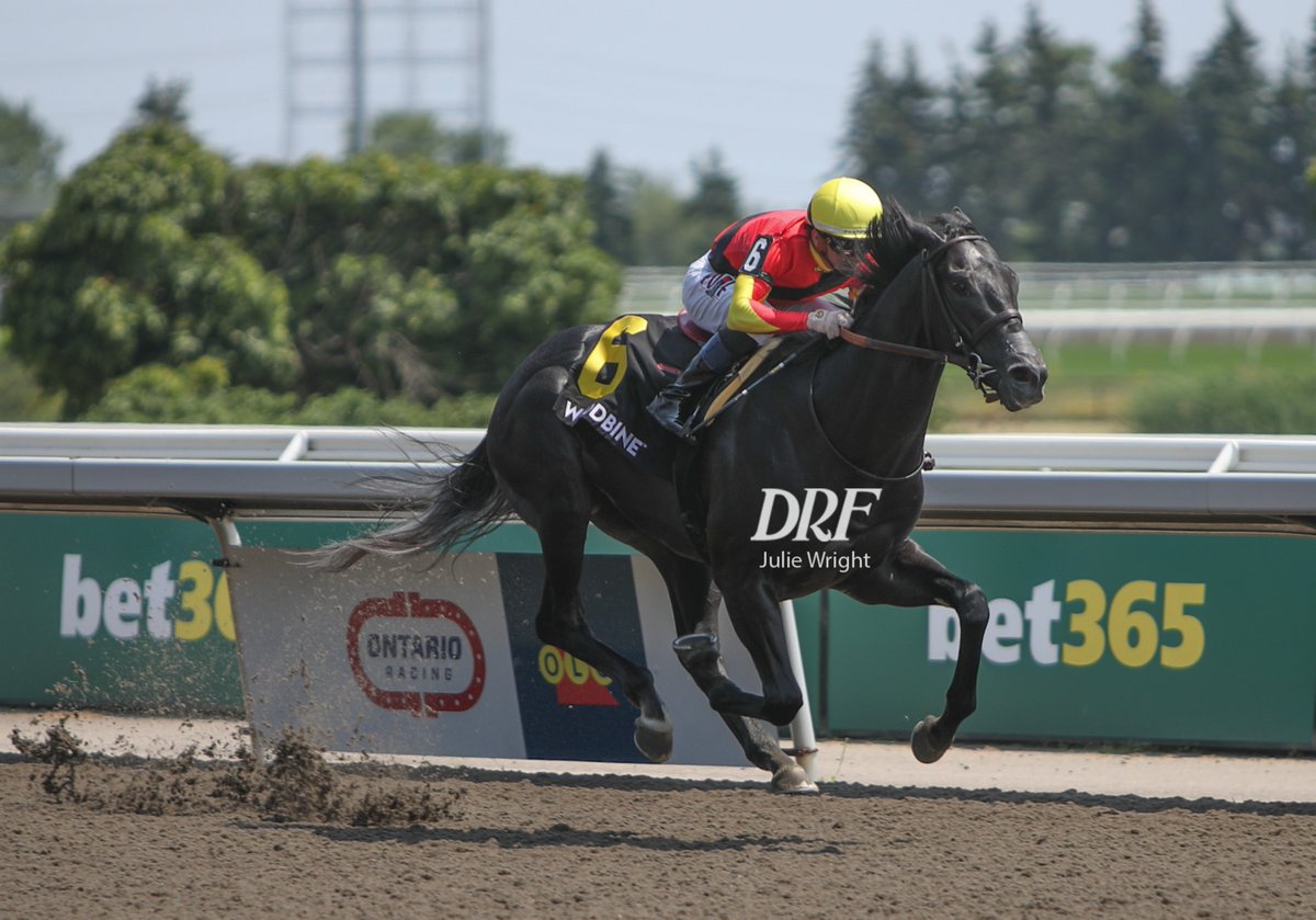 DailyRacingForm's tweet photo. 👀👀A few different looks at Casson winning the Victoria on Saturday @WoodbineTB . 

📷 Julie Wright @reddogcw https://t.co/K6RRngjXj4