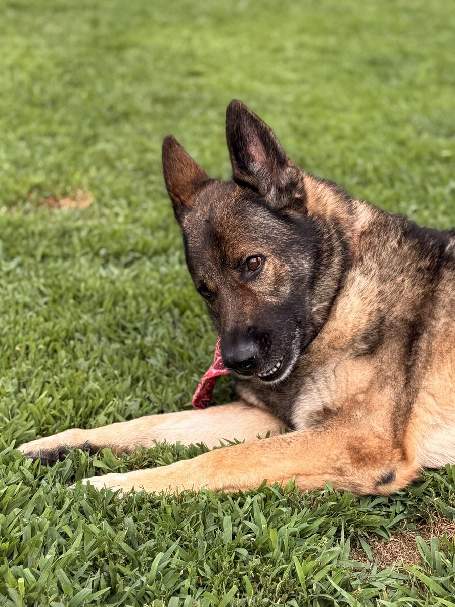 Heika, YOU ate the stuffy.
-Nope
I have evidence
-I did not
The pieces were in your 💩
-Not my poop
Seriously, I just watched you do it!!!
-I was framed