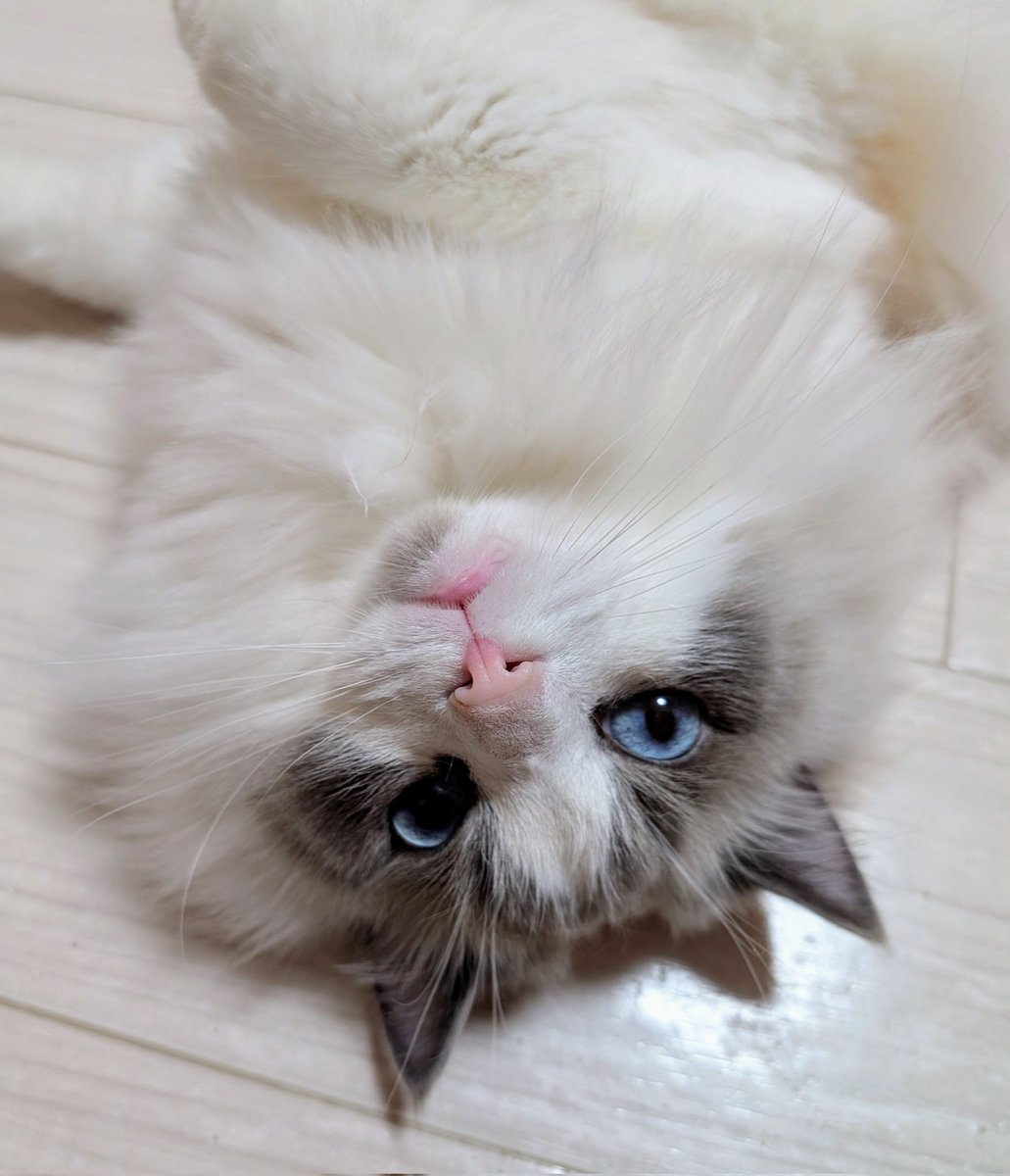 ใใฃใใ๐ผใฉใฐใใผใซ (@ragdoll_love2) on Twitter photo ใใฏใใใใใใพใโช ใใฏใใใใใใพใโช